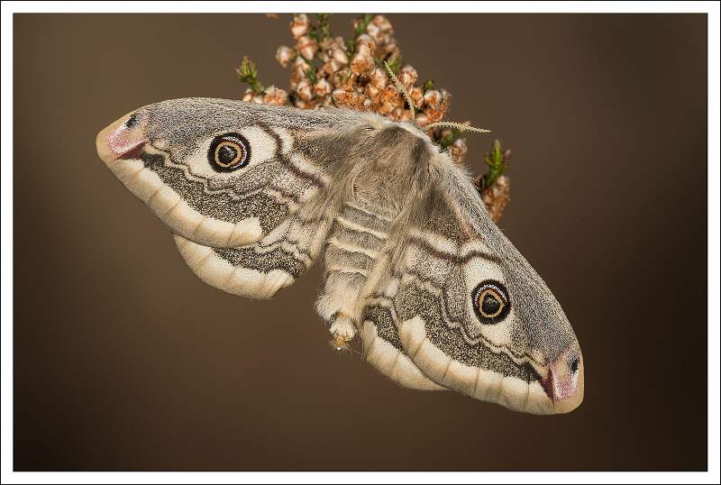 Female Emperor Moth_Martin Hancock.jpg